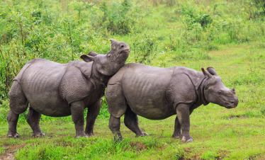 Assam in a Flash With Adventure & Culture