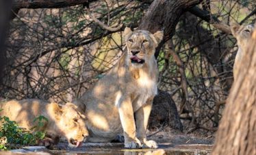 Gujarat Wildlife & Heritage Trail 4-Night
